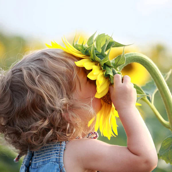 A child's face close to a sunflower